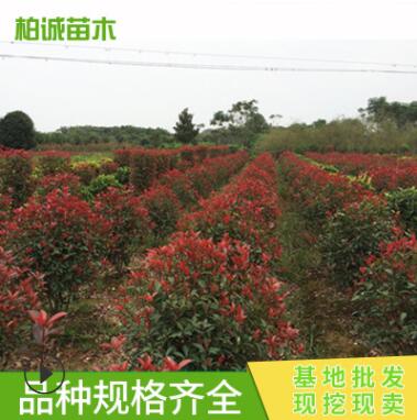 红叶石楠球 彩色工程园林绿化工程苗木 批发图2