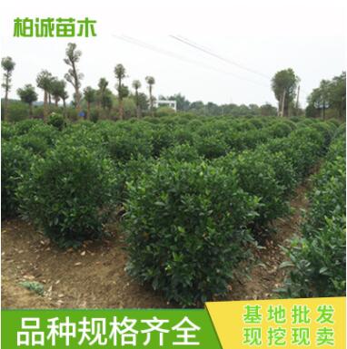 批发色块小苗 大叶栀子小苗球 色块绿化 工程苗木 庭院绿化图3
