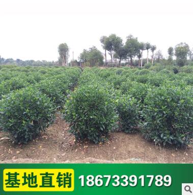 批发色块小苗 大叶栀子小苗球 色块绿化 工程苗木 庭院绿化图2