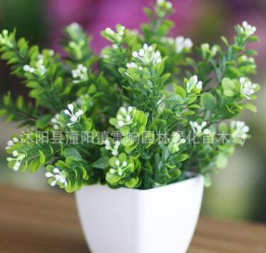 批发家居盆栽植物 芳香花卉 盆栽花卉 米兰花 盆栽米兰图2