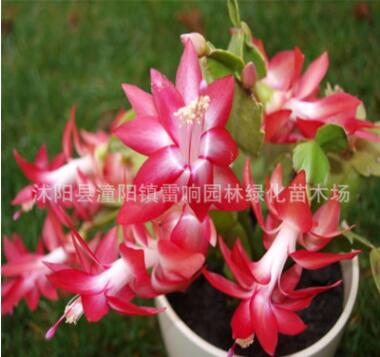 室内多肉植物 蟹爪兰盆栽 当年开花 蟹爪莲带花苞图3