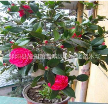 批发盆栽茶花苗 茶花盆栽 茶花大苗图2