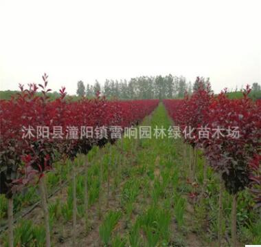 紫叶矮樱苗木 工程绿化苗木图2
