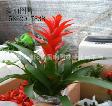 高档鸿运当头盆栽凤梨 鸿运当头花卉植物图3