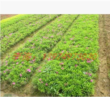 供应湖南春杜鹃小苗 红花杜鹃工程苗 现货供应 扦插杜鹃苗图3