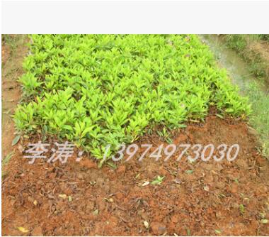 供应湖南春杜鹃小苗 红花杜鹃工程苗 现货供应 扦插杜鹃苗图2