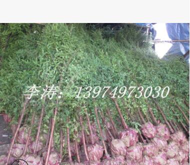 批发2-3-4公分的红豆杉 湖南优质红豆杉价格实惠图3