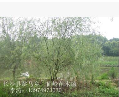 湖南跳马柳树 成活率高的金丝垂柳 8-10-12公分柳树图3