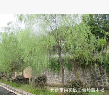 湖南跳马柳树 成活率高的金丝垂柳 8-10-12公分柳树图2