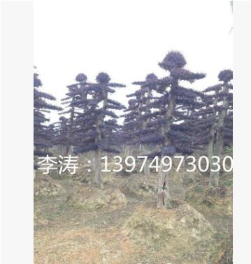 10公分造型红花继木 免费指导红花继木嫁接技术 修剪 维护图3