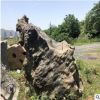 产地批发园林景观石 高度2.2m长度2.6m厚度1.1m牛气冲天太湖石