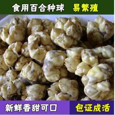 批发食用百合花种球种子 办公室阳台花卉绿植物小盆栽百合花种球图2