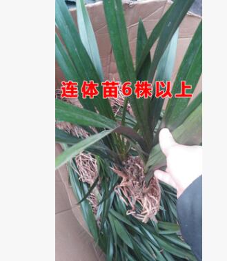 四季墨兰花苗 建兰苗 寒兰 春兰 花卉绿植精品盆栽图2
