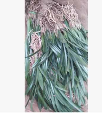四季墨兰花苗 建兰苗 寒兰 春兰 花卉绿植精品盆栽图3
