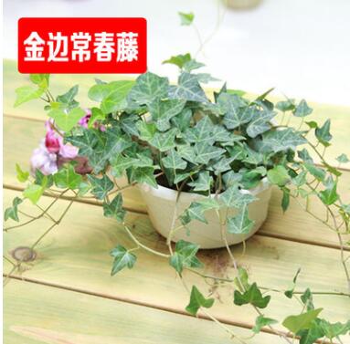金边常春藤 花叶常春藤 长春藤吊兰 中华长春藤图2