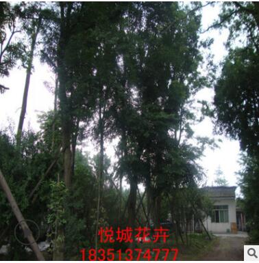 皂角树苗园林绿化苗木庭院种植色块绿篱基地直销量大从优皂角树图2