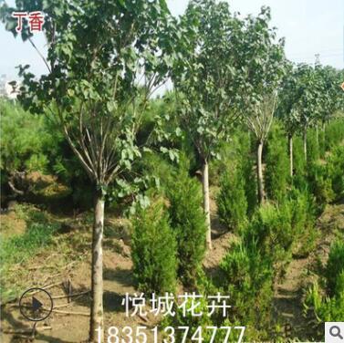 丁香树苗园林绿化苗木色块绿篱庭院观花气味芳香直销图2