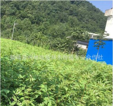 精品推荐经济苗木漆树 一年生漆树小苗 漆树苗150万株图2