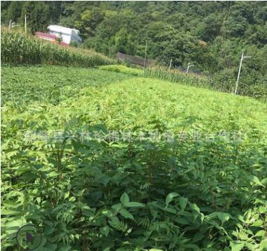 精品推荐经济苗木漆树 一年生漆树小苗 漆树苗150万株图3