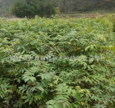 供应一年生青钱柳苗 庭院种植青钱柳苗 50公分以上青钱柳苗图3