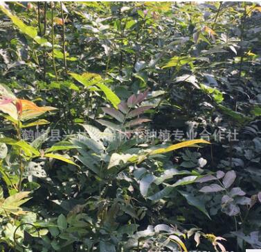 供应一年生青钱柳苗 庭院种植青钱柳苗 50公分以上青钱柳苗图2
