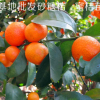直销果树新品种盆栽地栽桔子树苗早熟无籽蜜桔砂糖橘子苗当年结果