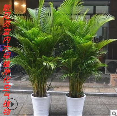 批发客厅大型植物散尾葵室内绿植大盆栽袖珍椰子苗凤尾竹净化空气