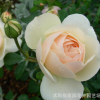 欧月 大花月季 利奇菲尔德天使 非常勤花的强香品种 白色或淡黄色