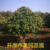 苗圃基地直销:优质精品五角枫树球 五角枫杆球 规格齐全 价格优惠