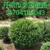 苗圃直销 精品优质《水蜡球》女贞球 规格齐全 常年批发 价格优惠