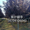 基地直销 工程绿化精品《紫叶稠李》紫叶稠李小苗 批发 价格优惠