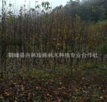 长期供应大熊猫珙桐苗 庭院别墅珙桐苗 四季常青珙桐苗图2