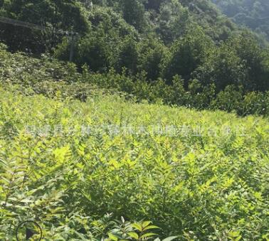 长期供应造林黄柏苗 中药材黄柏苗 黄柏树苗批发图2