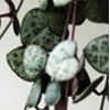 多肉植物 爱之蔓吊兰 肉肉 办公室盆栽 防辐射 爱之曼 带原盆发货