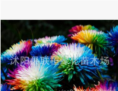 供应彩虹菊种子 菊花种子花环菊种子 阳台花卉植物室内盆栽花草图2