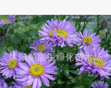 花种子翠菊种子四季播园林景观绿化鲜花种子花卉花盆花草种子图3