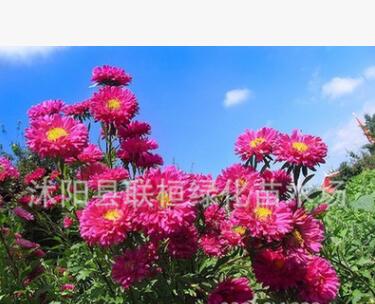 花种子翠菊种子四季播园林景观绿化鲜花种子花卉花盆花草种子图2