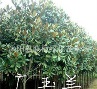 批发 广玉兰树苗 广玉兰小苗 庭院苗木规格齐全 绿化苗木苗图2