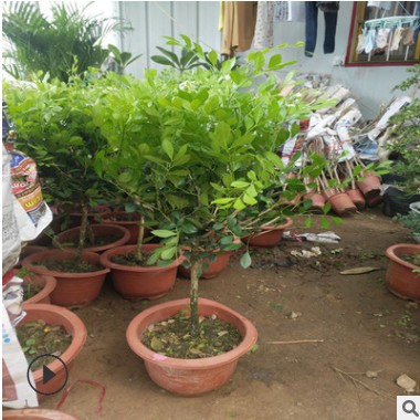 批发 广玉兰树苗 广玉兰小苗 庭院苗木规格齐全 绿化苗木苗图3