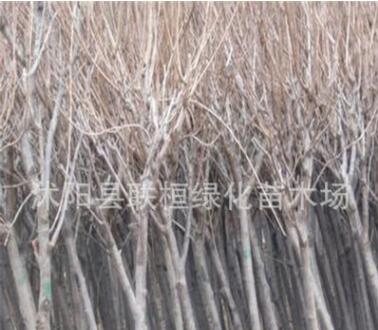 樱花优质供应 早樱，晚樱，日本樱花苗批发图3