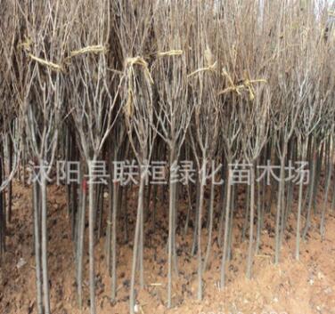 樱花优质供应 早樱,晚樱,日本樱花苗批发图2