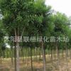 供应白蜡小苗 白蜡树苗 工程用苗 行道树 速生白蜡树苗
