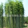 大量出售竹子 竹子苗 青竹苗 别墅庭院绿化竹子