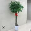 室内花卉 盆景植物 发财树盆栽 客厅创意花草 大型绿植 净化空气