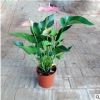 客厅办公室内绿植水培土培盆栽植物 红掌苗带花发货 四季开花包邮