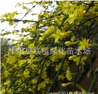 批发迎春 迎春花 迎春苗 迎春花小苗 迎春花盆景 园林绿化工程苗