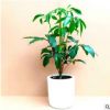 日本大叶伞盆栽 保罗 1米左右 四季常青 室内办公吸甲醛 大型绿植