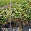 苗圃包邮直销早熟优良柑橘爱媛38号红美人嫁接苗 可以吸的果冻橙