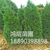 苗圃直销 1.5~2米 绿化苗木龙柏树 四季常青 价格合理 量大优惠