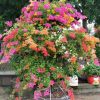 福建厂家直销批发福建多色造型三角梅盆栽绿化景观摆花盆景供应